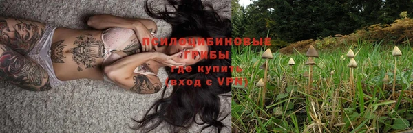стаф Новокубанск